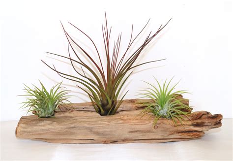 Driftwood With Air Plants Ionantha Three Air Plants Tillandsia Driftwood Decor Home Decor