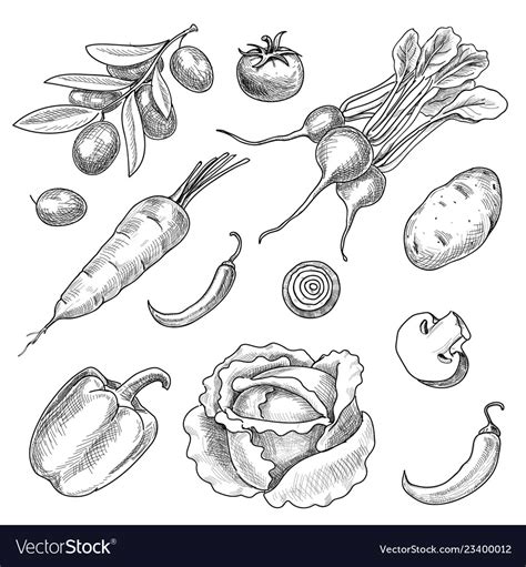 Hand Drawn Vegetables Set Sketch Collection Vector Image