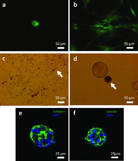 Characterisation Of HMSC Spheroids Released From DE Droplets