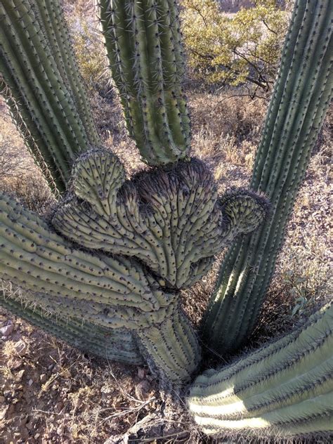 Visiting Organ Pipe National Monument With Its Flowering Organ Pipe