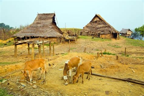 Vaca En El Pueblo De Akha Pongsali Laos Imagen De Archivo Imagen De