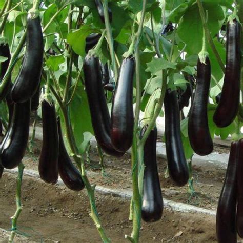 Brinjal Long Baingan Vegetable Seeds Plantohobby