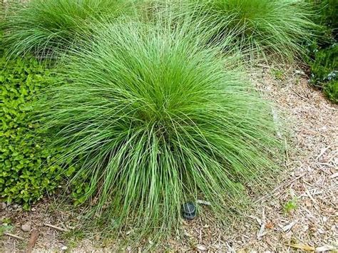 Pink Muhly Grass Pink Muhly Grass For Sale Plantingtree