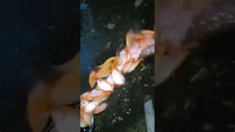 Ikan Gurame Padang Ukuran Bungkus Rokok Youtube