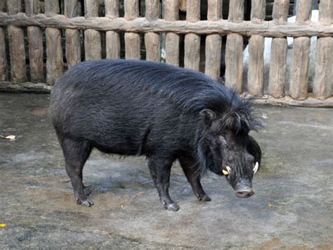 Sus philippensis philippensis / Philippines warty pig in zoos