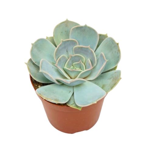 Echeveria Lila Chine Pot De Cm Coclicoh