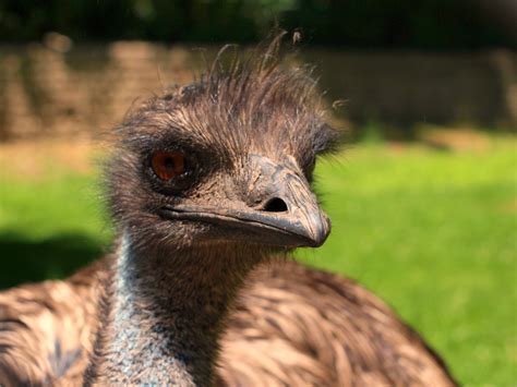 These emus have apparently discovered dark magic rituals. / Boing Boing