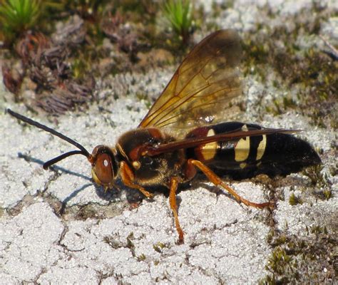 Bug Eric: Eastern Cicada Killer