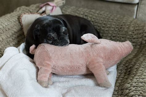 Pug Mops Adelheid Stock Photo Image Of Animal Purebred 103413716