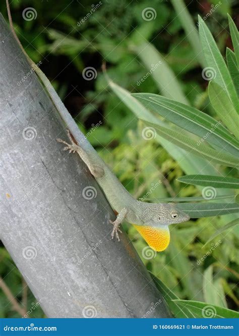 Jaimaican Endemic Anole Lizard Anolis Grahami Stock Image Image Of