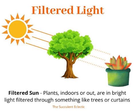 Direct Sun, Full Sun, Indirect Sunlight? Understanding Sun Exposure for ...