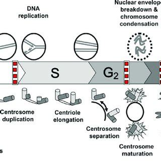 7 Structure of gemtuzumab ozogamicin (Mylotarg). The potent DNA... | Download Scientific Diagram