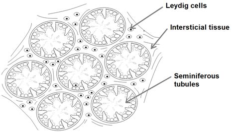 Location Of Leydig Cells And Their Secretion Is