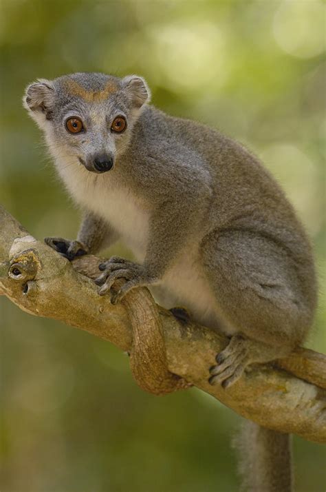 Crowned Lemur Eulemur Coronatus Female Photograph By Pete Oxford