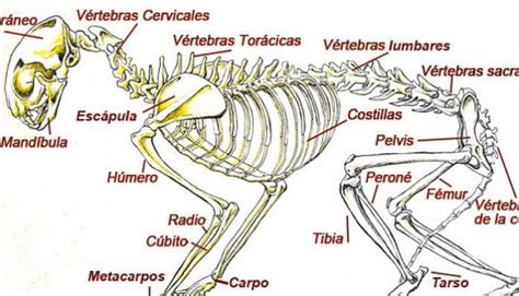 ¿ Los Gatos Tienen más Huesos Que Los Humanos ? Anatomía Felina