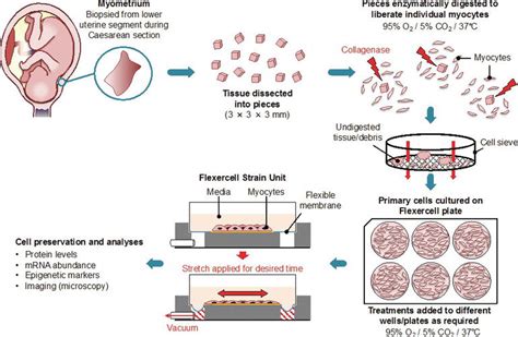 Methods And Model Systems Used To Study Pregnant Human Uterine Smooth