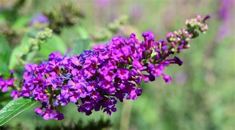 21 Different Butterfly Bush varieties For Your Garden