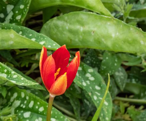 Quelles Sont Les Esp Ces De Tulipes Conseils D Experts Sur La Fa On