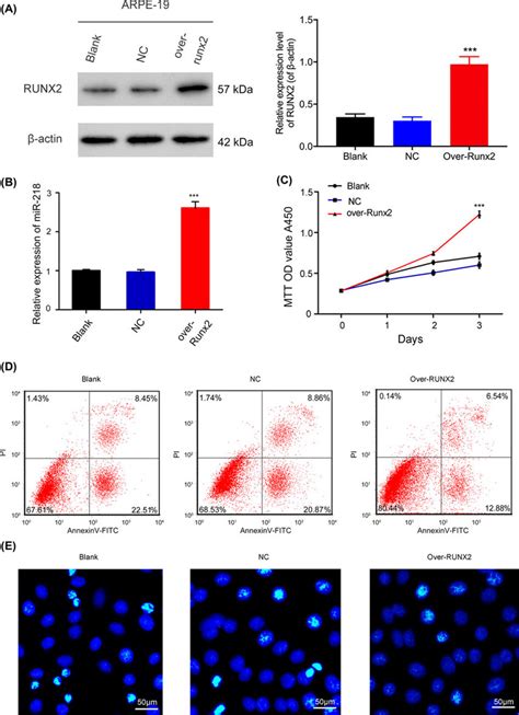 Effects Of Runx2 Overexpression On The Proliferation And Apoptosis Of