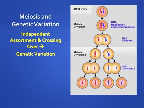 Ppt Meiosis And Sexual Reproduction Powerpoint Presentation Free