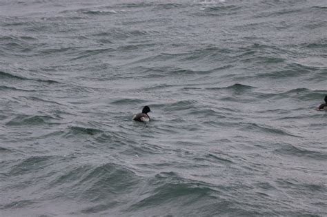 Scaup - Help Me Identify a North American Bird - Whatbird Community