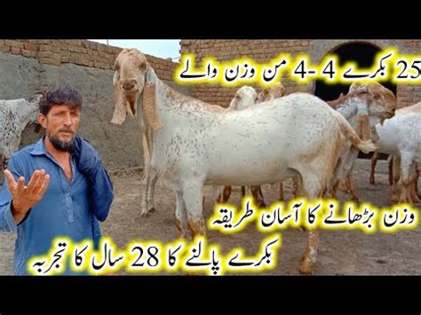 Qurbani Wale Bakre Bakre Paalne Ka Tajurba Heavy Weight Kg