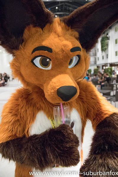 Timmy Fox Wikifur The Furry Encyclopedia