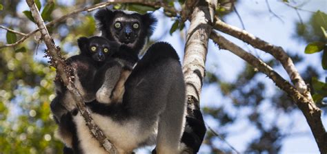 Celebrate World Lemur Day with Natural Habitat Adventures