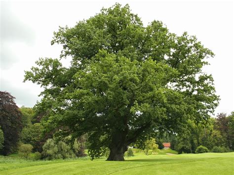 Roble Europeo Caracteristicas Y Propiedades