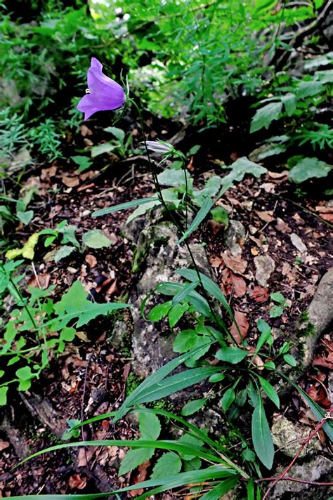 Campanula Persicifolia Campanulaceae Image At Phytoimages Siu Edu