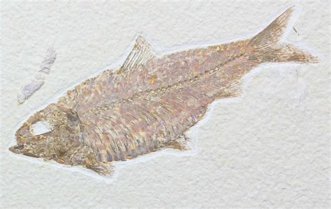 Knightia Fossil Fish For Sale - FossilEra.com