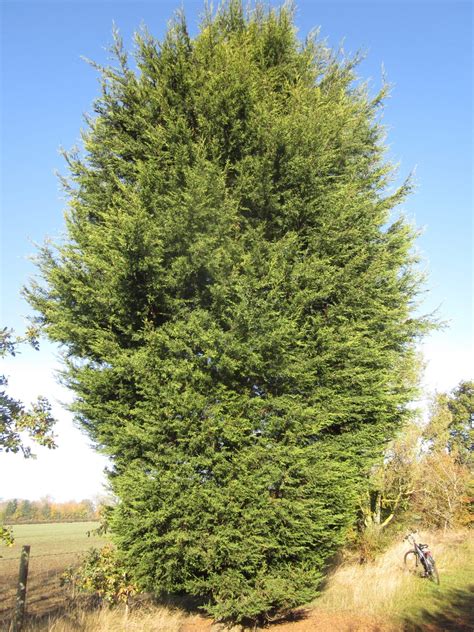 Leyland Cypress - Tree Guide UK - Leyland Cypress tree identification