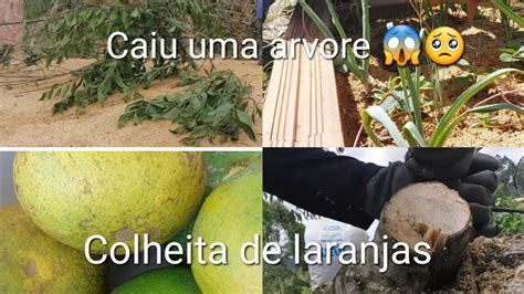 PLANTEI AS MUDAS DE MORANGO CAIU UMA ÁRVORE EM CIMA DO PÉ DE MAÇÃ