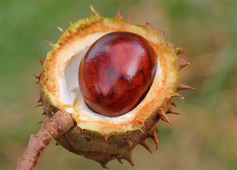 Horse Chestnut Aesculus Hippocastanum 19 Chestnut Horse Chestnut