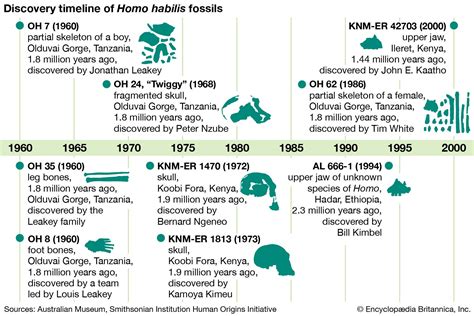 Homo habilis | Description, Traits, Tools, & Facts | Britannica