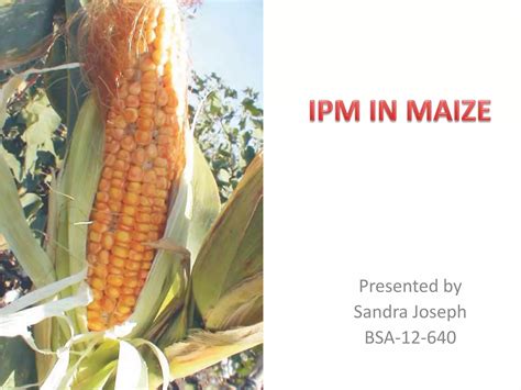 INTEGRATED PEST MANAGEMENT IN MAIZE | PPTX