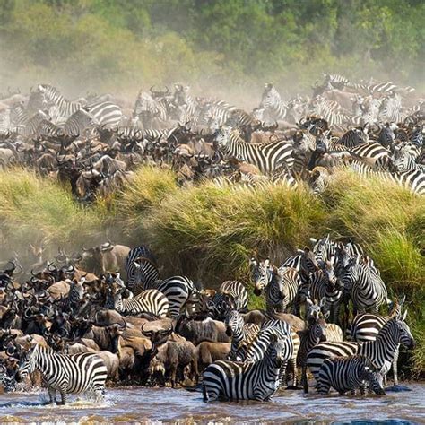 The Great Migration In Masai Mara Kenya Masai Mara The Great