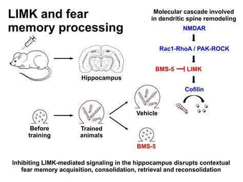 Role Of LIMK In The Hippocampus During Contextual Fear Conditioning