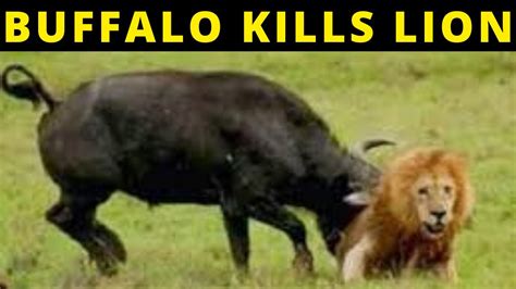 Buffalo Kills Lion In Wild Lion Vs Buffalo Real Fight Youtube