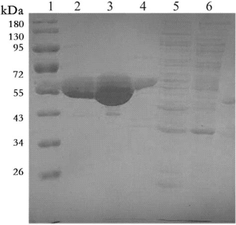 一种内切纤维素酶编码基因及其制备与应用的制作方法 2