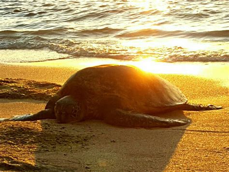 Sea Turtle In The Golden Glow Of A Sunset Turtle Love Turtle Wild