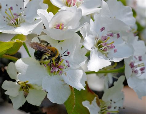 Spring Has Sprung Bees Ar Buzzing Photophanatic Galleries Digital