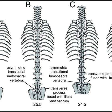 Lumbosacral Spines Of Fast And Slower Running Mammals Dorsal Views