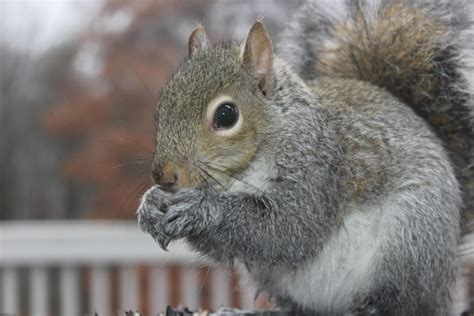 Love Squirrels Here’s How To Support Them Chirp Nature Center