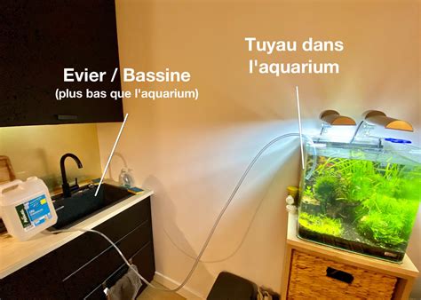 Entretien Du Poisson Combattant Bien Changer Leau De Son Aquarium