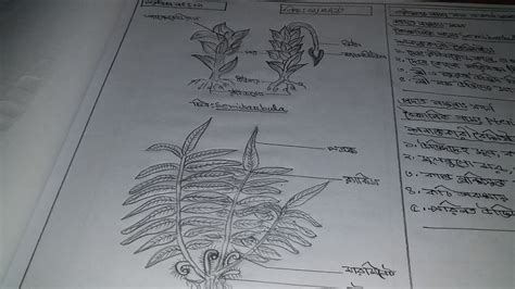 Hsc Biology St Paper Practical Youtube