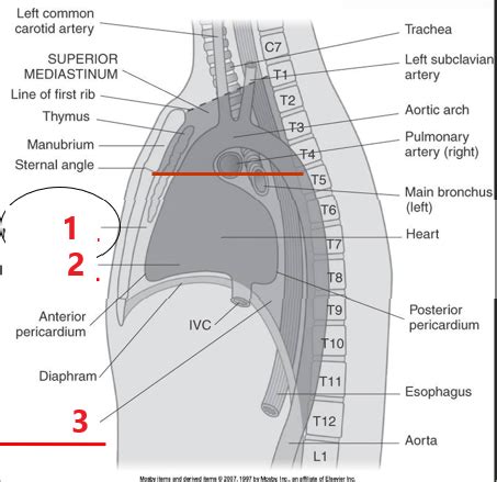 Cross Sectional Thorax Flashcards Quizlet