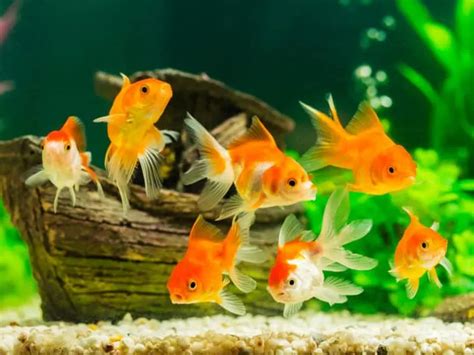 8 Aquarium Fish That Give Live Birth Freshwater Aquarium