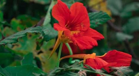 Tips‌ ‌on‌ ‌How‌ ‌to‌ ‌Grow‌ ‌and‌ ‌Care‌ ‌for‌ ‌Your‌ ‌Hibiscus‌ ‌Plant‌