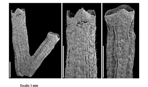 Cientistas Da Fctuc Descobrem F Ssil De Nova Esp Cie De Planta No